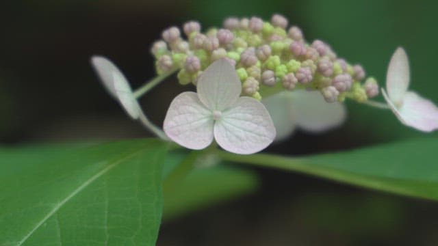 Blooming hydrangea flower