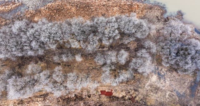 Snow-covered desolate forest full of leafless winter bare trees