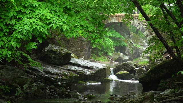 Old stone bridge over a stream in a lush forest