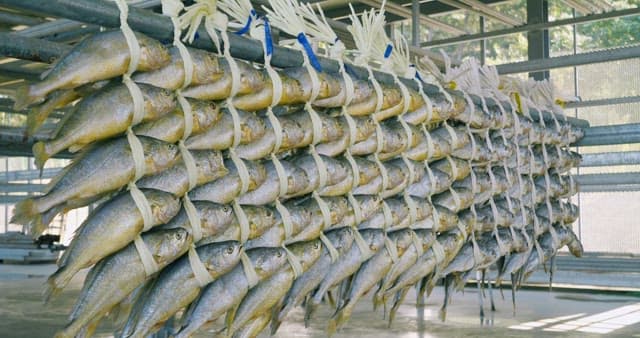 Rows of Fish Drying in an Open-Air Structure