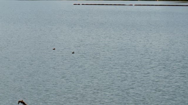 Two ducks swimming peacefully on a calm lake under a clear sky