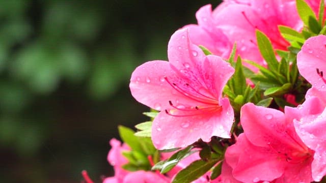 Fresh pink azalea with dew drops