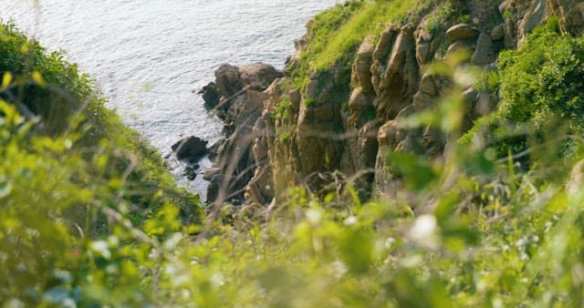 Cliffside Vegetation Overlooking the Sea