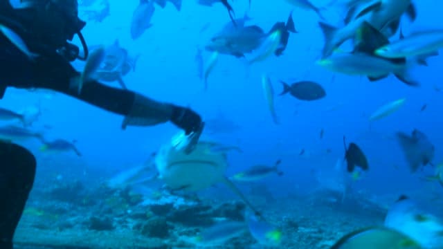 Diver feeding sharks underwater