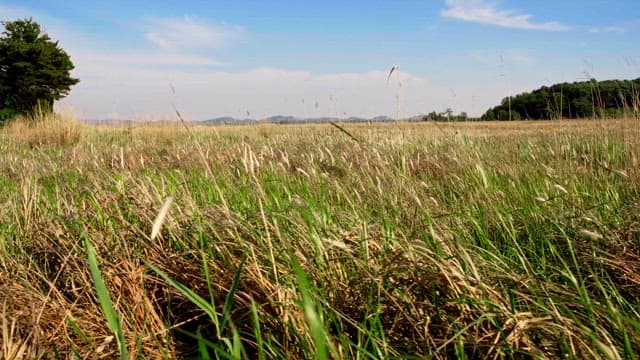 Vast field with tall grass swaying