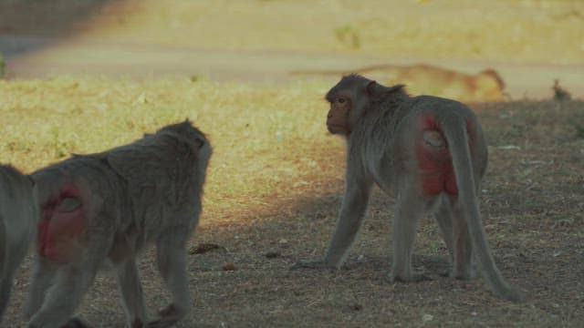 Monkeys Interacting on a Sunny Day in the Wild