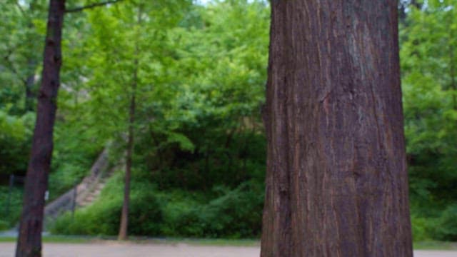 Trees and greenery in the park where there is an uphill path