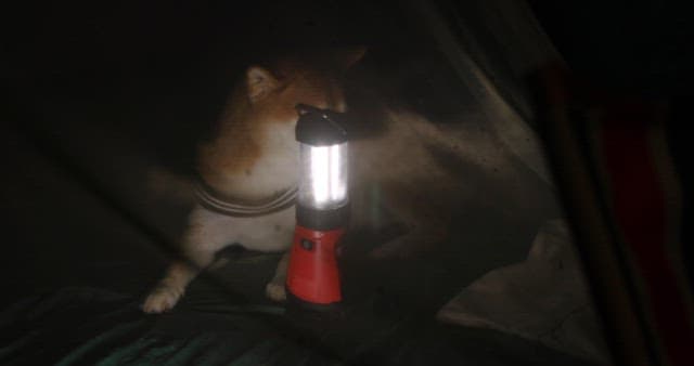 Dog by a flashlight in a dim setting