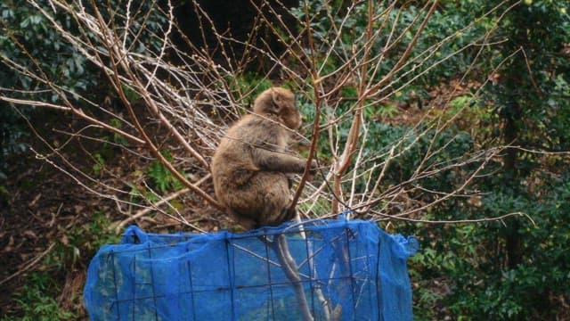 Monkey perched on a small tree in the forest