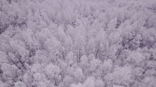 Superb View of a forest completely covered in snow