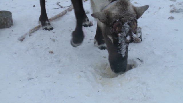 Reindeer Digging Snow for Foraging