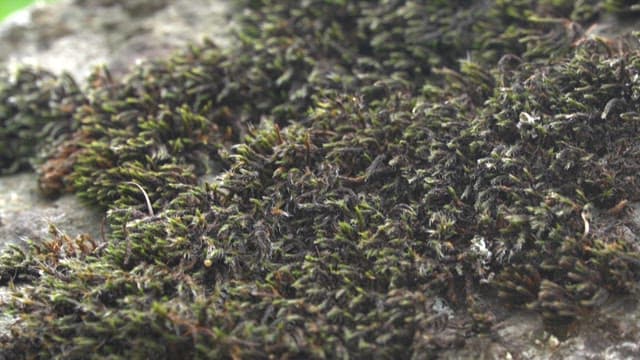Close-up view of moss with water droplets