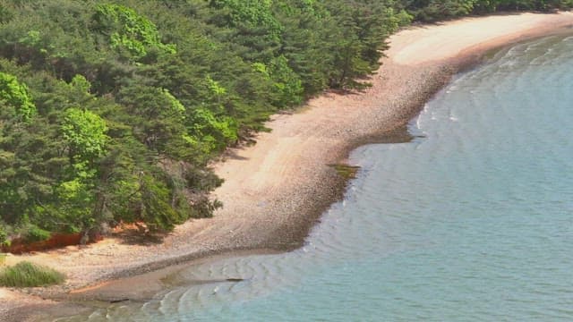 Serene beach with lush green forest