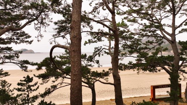 Pine trees by a serene beach