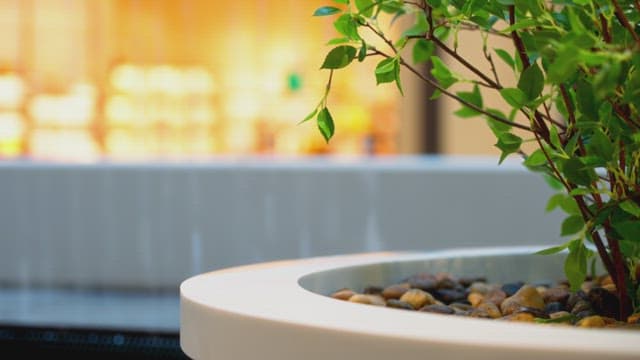 Trees and leaves indoors