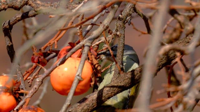 Bird pecking at persimmons on a tree branch in autumn