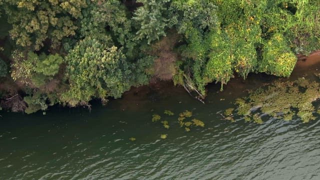 Lush green forest by a calm river