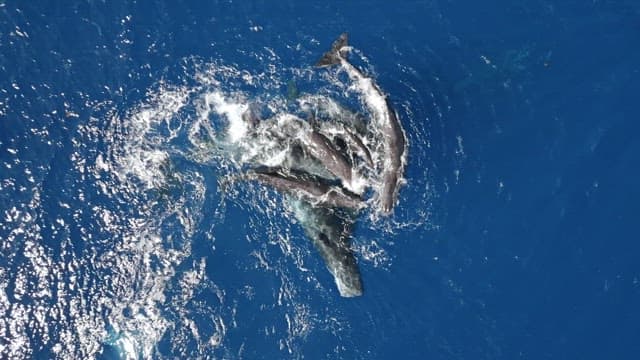 Group of sperm whales swimming in the ocean