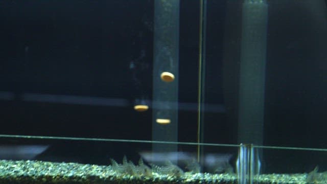 Feed falling into the tank containing the fish