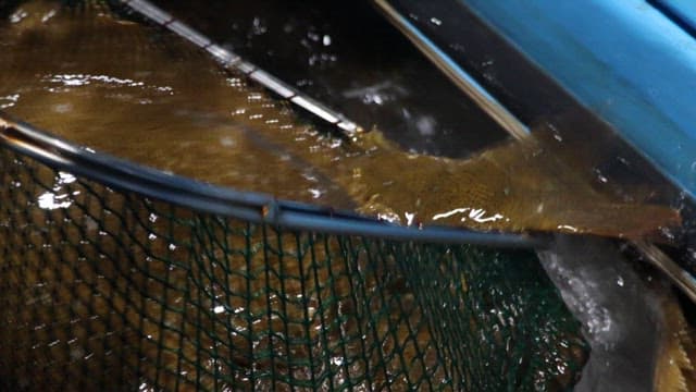 Fish Being Caught, Transferred to Baskets in a Fishery