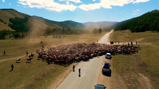 People Leading Their Herd across a Country Road