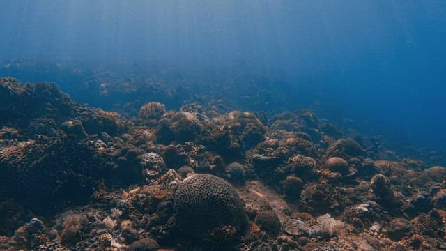 Sunlight Piercing Through Ocean's Coral Landscape
