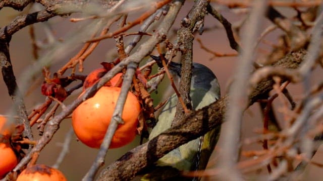 Bird pecking at persimmons on a tree branch in autumn