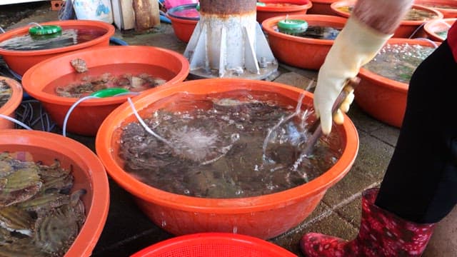 Crabs being sorted in fish market to be sold