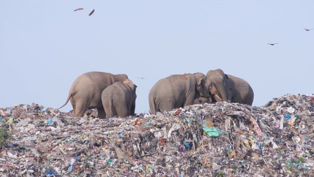 Elephants searching for food in a landfill