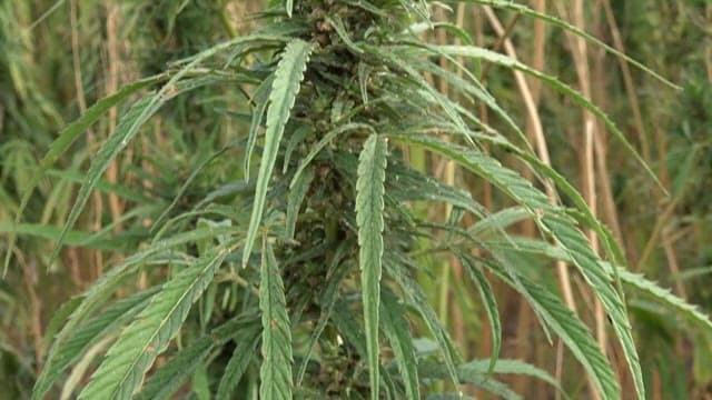 Close-up of a Cannabis Plant in a Field