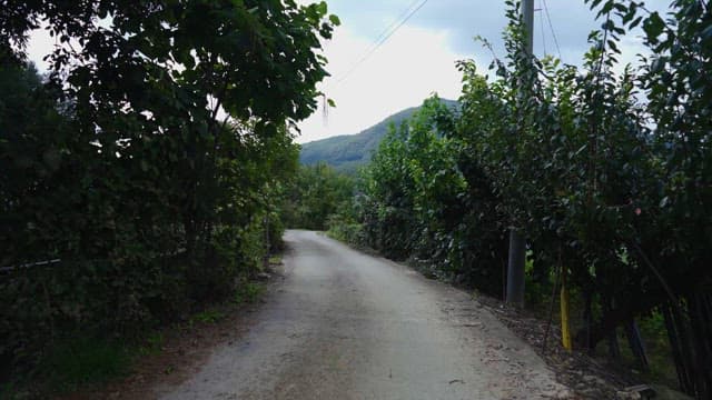 Quiet rural road flanked by lush greenery