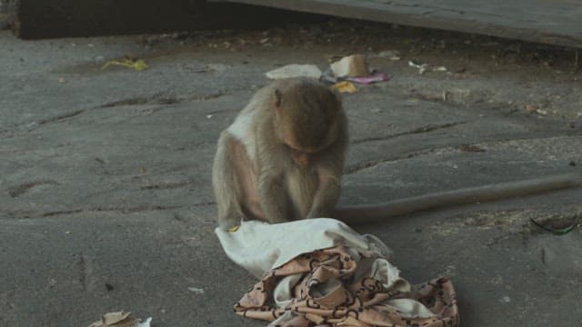 Monkey Sitting on the Ground, Interacting with a Piece of Fabric