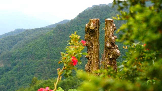 Pruned Trees Amidst Lush Mountain Scenery