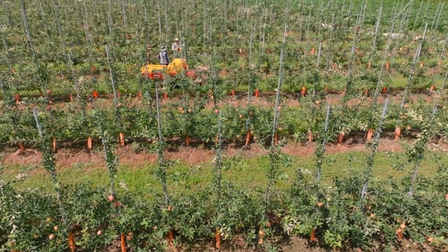 Sprawling apple orchard with workers
