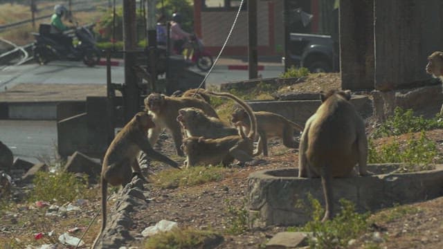 Monkeys Fighting Violently Near the Street