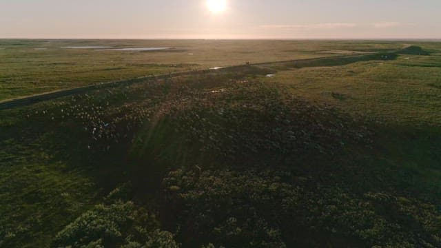 Sunset over a serene landscape with sheep herd