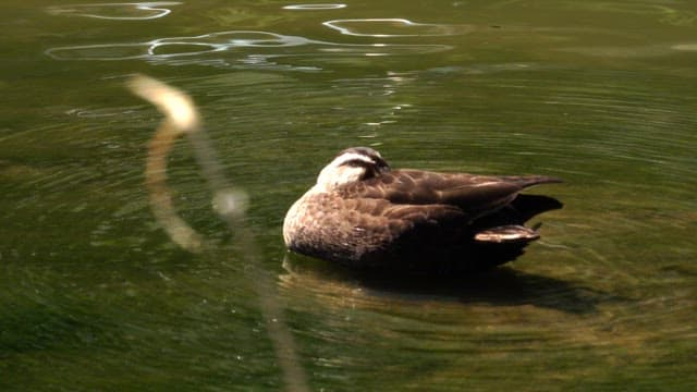 Duck resting and floating on calm water in sunny daylight