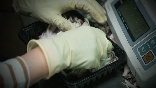 Mushrooms being weighed on a scale