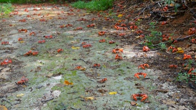 Red Crabs Migrating Across Forest Floor