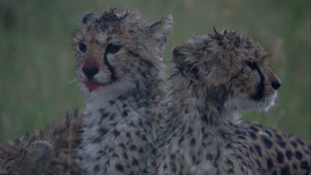 Cheetah Cubs in a Rain-Soaked Grassland