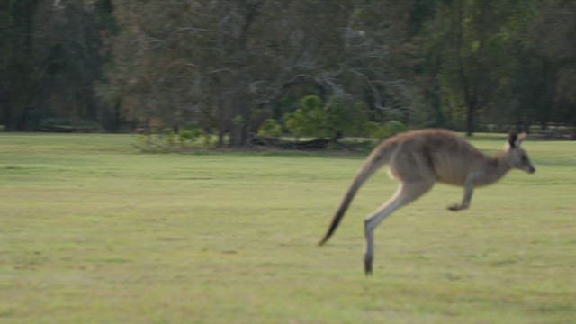 Kangaroos Jumping on a Peaceful Meadow