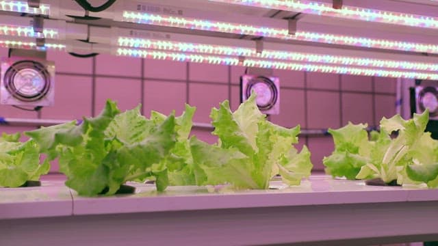 Green Lettuce Grown under Smart Farm Lighting