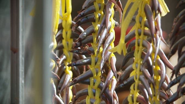 Saury hung outside with yellow strings to dry