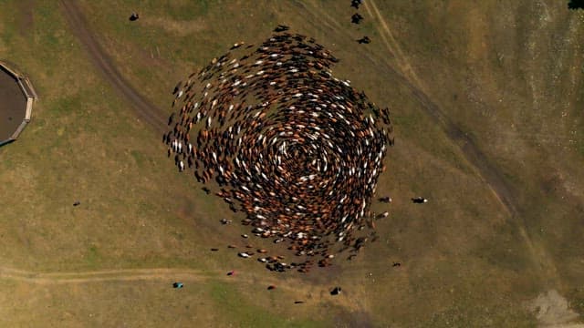 People Herding Livestock in the Fields
