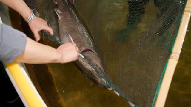 Sturgeon Caught in a Net from a Fish Farm
