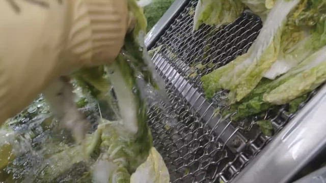 Cabbages being washed and moved on a conveyor belt in a food factory