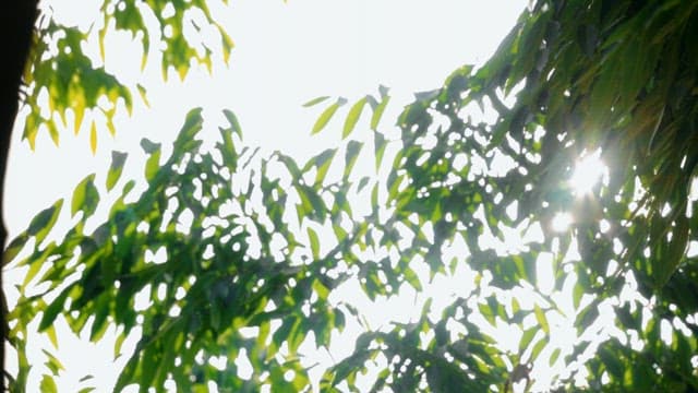 Sunlight Filtering Through Lush Green Leaves