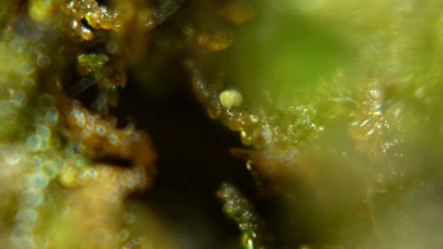 Firefly eggs on green moss