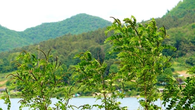 Green foliage with mountains in the background near a lake on a bright day