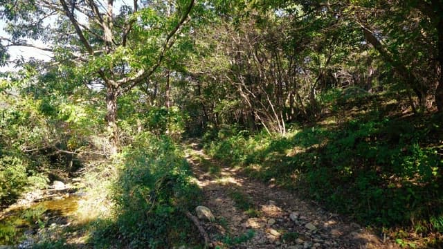 Quiet forest path with dense, green foliage
